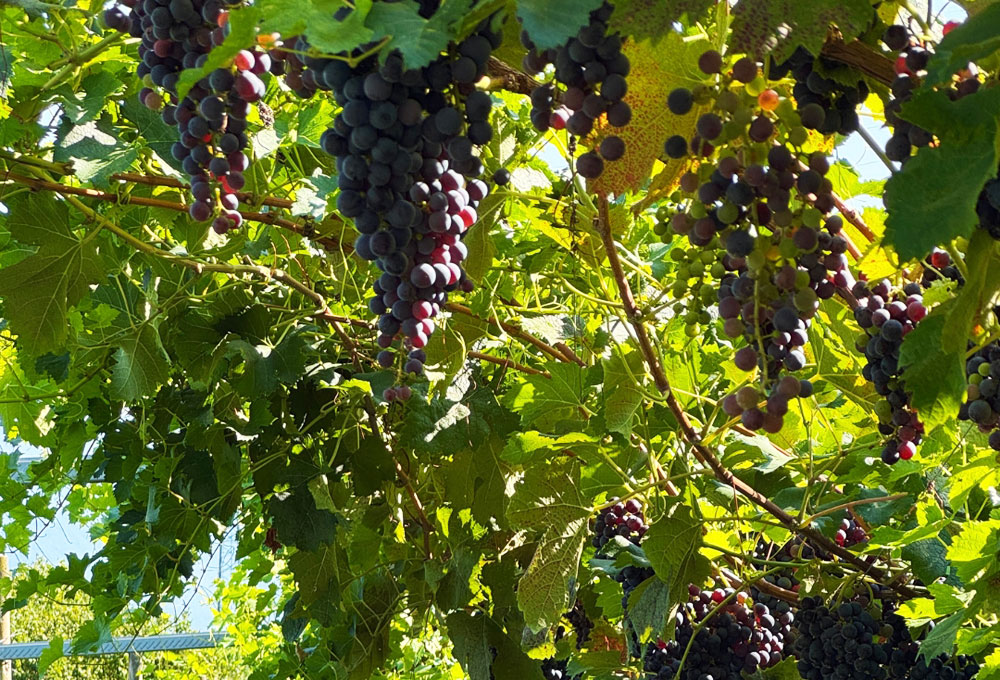 Agritur Girardelli a Riva del Garda | Camere e Ristorante
