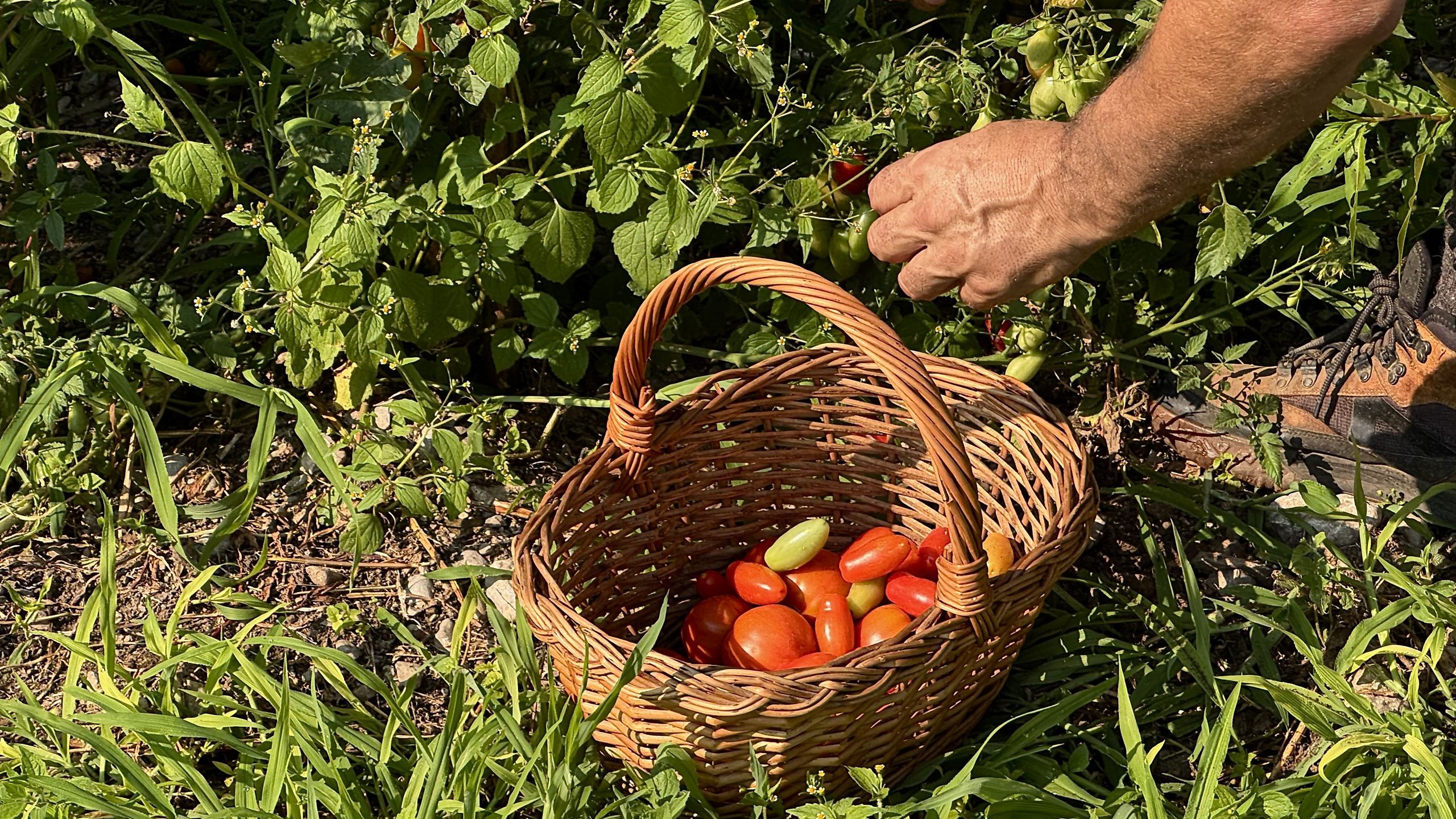 Prodotti tipici dell'Agritur Girardelli a Riva del Garda